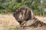 FILA BRASILEIRO 152